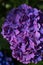 Close up of a double purple hydrangea bloom growing in a garden