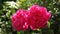 Close up double red roses in natural light