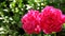 Close up double red roses in natural light