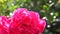 Close up double red roses in natural light