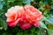 Close up of double Rose bloom in English rose garden