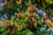 Close-up of Douglas fir Pseudotsuga menziesii branch with lot of ripe cones in Massandra park, Crimea