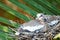 Close up of dove chicks