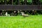 Close up dove walks in the grass field