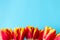 Close-up down border from yellow red tulips on blue background, top view. Bright holiday template with copy space