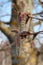 A close up of downy reddish-gray male catkins of common aspen