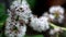 Close-up, Dracaena Fragrans Flowers and bees in natural light