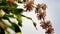 Close-up, Dracaena Fragrans Flowers in natural light