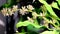 Close-up, Dracaena Fragrans Flowers in natural light