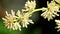 Close-up, Dracaena Fragrans Flowers in natural light