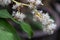 Close-up, Dracaena Fragrans Flowers in natural light