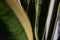 Close up of Dracaena Trifasciata indoor