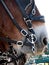 Close up of Draft horse with harness bit.