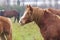 Close-up of a draft horse in the pasture