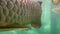 Close up Dragon fish  Asian Arowana  scales. monster fishes in the tank. fresh water fish living in aquarium.