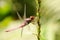 Close up of a dragon fly perched on a flower stem