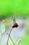 Close-up of a dragonfly balancing on a green branch