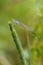 Close up of dragonfly, Blue tailed damselfly