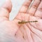 Close up of dragonfly , dragofly on hand