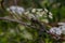 A close-up of a dragonfly frozen on a twig.