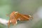 Close up dragonfly hang on wooden. macro