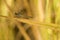 Close-up of dragonfly laying on ear of rice