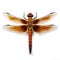 A close-up dragonfly offers an intimate and intricate view of one of nature\\\'s most graceful and colorful aerial acrobats.