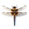 A close-up dragonfly offers an intimate and intricate view of one of nature\\\'s most graceful and colorful aerial acrobats.