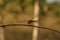 A close up of dragonfly Pantala flavescens (globe skimmer, globe wanderer or wandering glider)