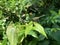 close up of Dragonfly perching on the leaves background