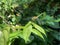 close up of Dragonfly perching on the leaves background