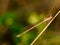 Close up of dragonfly, resting on dry grass. Selective focus..