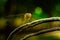 Close-up of a dragonfly sitting on a split tree stump with a blurred background in the sun