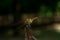 Close-up of a dragonfly sitting on a split tree stump with a blurred background in the sun