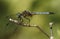 Close up of dragonfly on a twig