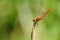 Close up of dragonfly. Vagrant darter.