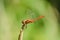 Close up of dragonfly. Vagrant darter.