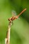 Close up of dragonfly. Vagrant darter.