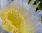 Close up of Dragonfruit Flower in Bloom.