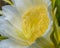 Close up of Dragonfruit flower in bloom. Highly detailed yellow stamen