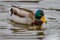 Close up of a Drake Mallard (Anas platyrhynchos) pulling his head out of water after feeding on the lake bottom.