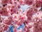 Close up of dreamy pink cherry blossoms - Japan pink sakura flowers flowering and burst in bloom. Delicate and romantic floral