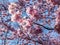 Close up of dreamy pink cherry blossoms - Japan pink sakura flowers flowering and burst in bloom. Delicate and romantic floral