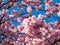 Close up of dreamy pink cherry blossoms - Japan pink sakura flowers flowering and burst in bloom. Delicate and romantic floral