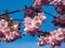 Close up of dreamy pink cherry blossoms - Japan pink sakura flowers flowering and burst in bloom. Delicate and romantic floral