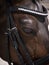 Close up of dressage horse`s eye with leather halter with small diamond details on it.