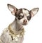 Close-up of a dressed up Chihuahua with fancy collar