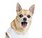 Close up of a dressed up Chihuahua panting, isolated