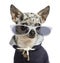 Close-up of a dressed-up Chihuahua wearing glasses