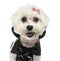 Close-up of a dressed-up Maltese panting, isolated